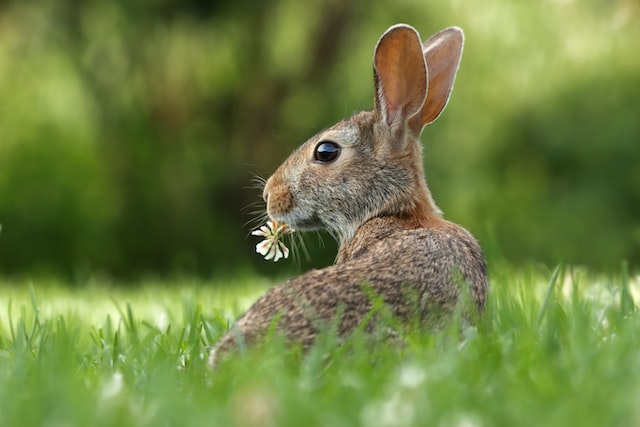 A rabbit in a field of grass. The rabbit is facing away and looking to the left, eating a wildflower.